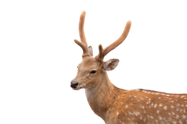 istock Spotted deer,Cute spotted fallow deer isolated on the white  background.include clipping path. 1399587292