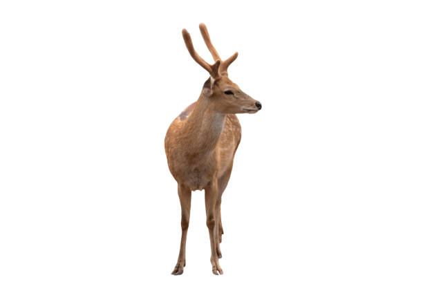 istock Spotted deer,Cute spotted fallow deer isolated on the white  background.include clipping path. 1399587294