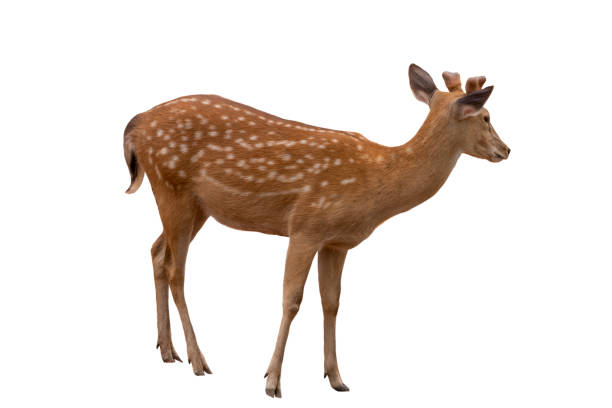 istock Spotted deer,Cute spotted fallow deer isolated on the white  background.include clipping path. 1399587301