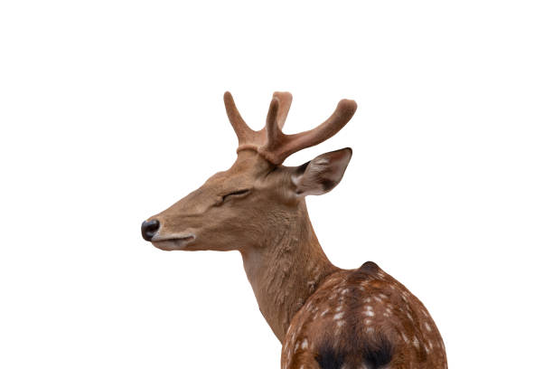 istock Spotted deer,Cute spotted fallow deer isolated on the white  background.include clipping path. 1399587308