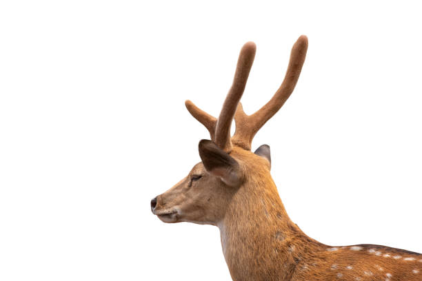 istock Spotted deer,Cute spotted fallow deer isolated on the white  background.include clipping path. 1399587309