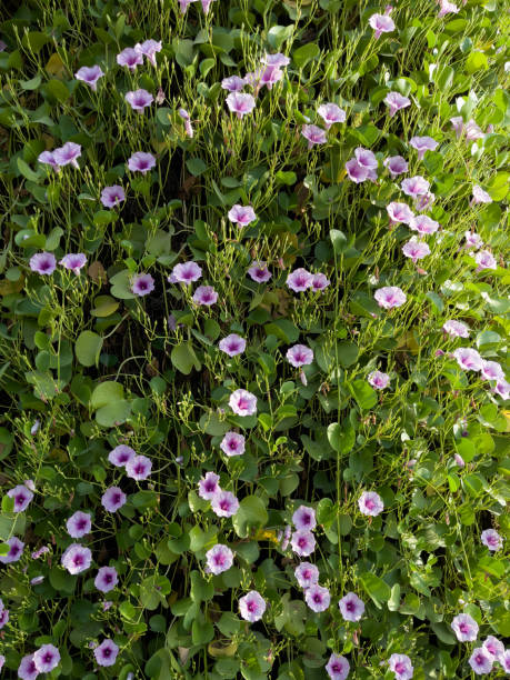 istock Morning glory creeper in bloom on a wall 1399587579