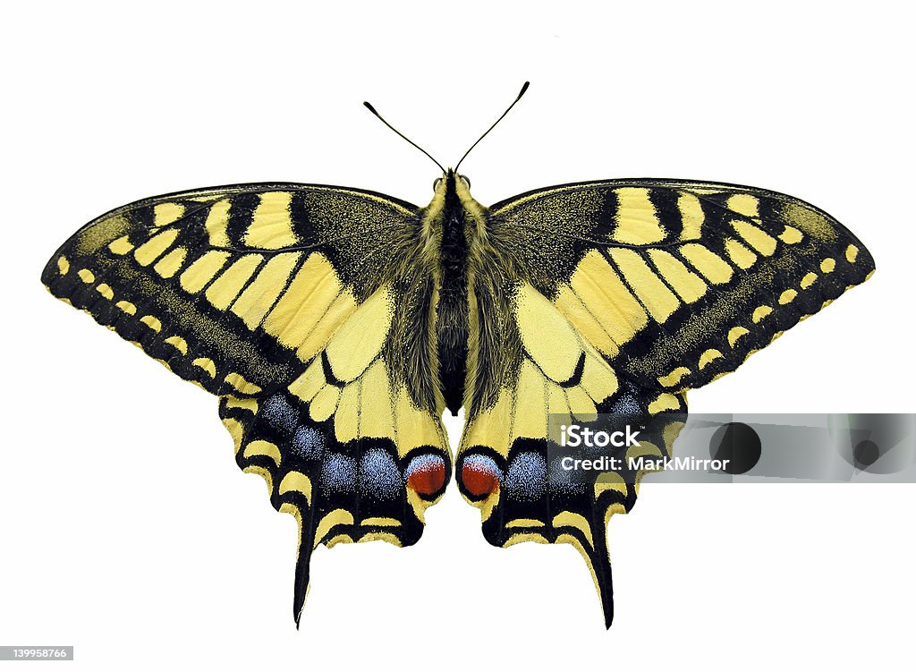 Swallowtail Swallowtail Butterfly Stock Photo