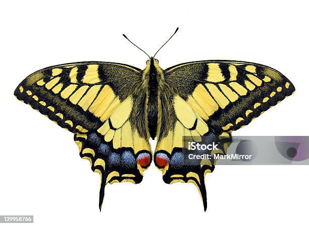 Swallowtail Stock Photo - Download Image Now - Swallowtail Butterfly, Animal Wildlife, Butterfly - Insect