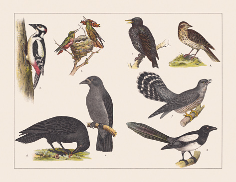 Various birds (Trochilidae, Passeriformes, Cuculus, Picidae): a) Great spotted woodpecker (Dendrocopos major); b) Tufted Coquette (Lophornis ornatus); c) Rook (Corvus frugilegus); d) Raven (Corvus corax); e) Starling (Sturnus vulgaris); f) Cuckoo (Cuculus canorus); g) Eurasian magpie (Pica pica); h) Woodlark (Lullula arborea). Chromolithograph, published in 1891.