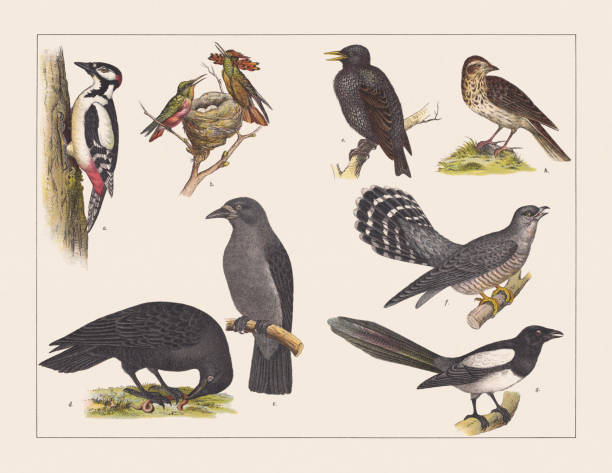 Various birds, chromolithograph, published in 1891 Various birds (Trochilidae, Passeriformes, Cuculus, Picidae): a) Great spotted woodpecker (Dendrocopos major); b) Tufted Coquette (Lophornis ornatus); c) Rook (Corvus frugilegus); d) Raven (Corvus corax); e) Starling (Sturnus vulgaris); f) Cuckoo (Cuculus canorus); g) Eurasian magpie (Pica pica); h) Woodlark (Lullula arborea). Chromolithograph, published in 1891. dendrocopos major stock illustrations