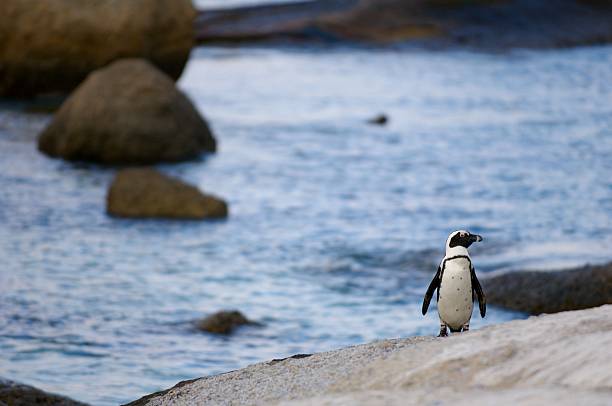 Lost Penguin stock photo