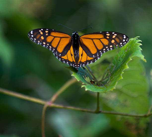 Monarch on Pink Flowers