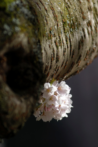 Cherry blossom on tree trunk