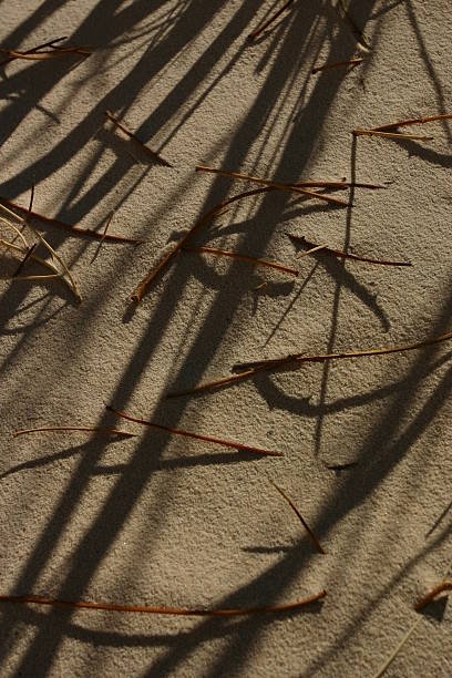 still life with leafstalks and shades on sand stock photo