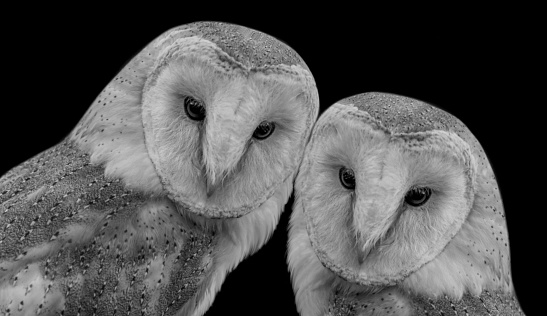 Two Beautiful Barn Owl Cute Face On The Black Background