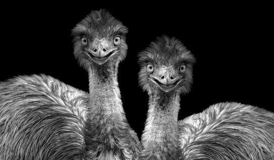 Two Big Emu Birds Smiling On The Black Background