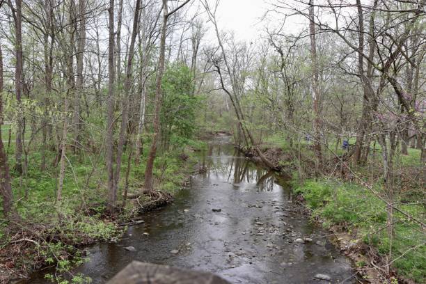 istock Creek in the Woods 1399590040