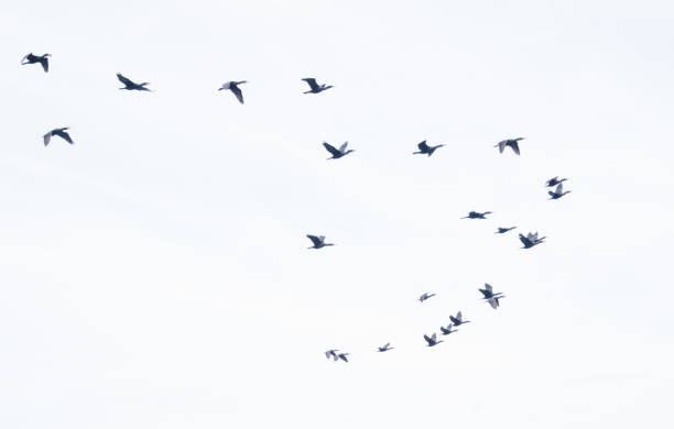 istock A flock of flying cormorants on white background 1399590127