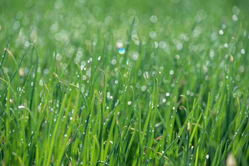 Heavy rain shower on meadow background with sparkle and bokeh. Raining in nature backdrop.