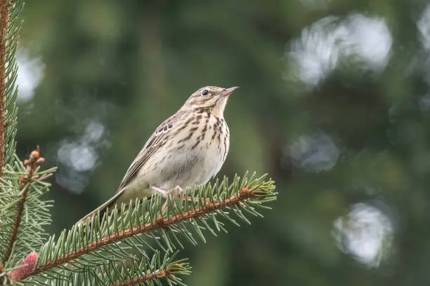 The tree pipit (Anthus trivialis)