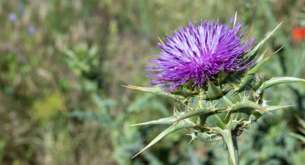 zbliżenie osetu pospolitego, cynara cardunculus, pod koniec maja - flower may thistle purple zdjęcia i obrazy z banku zdjęć