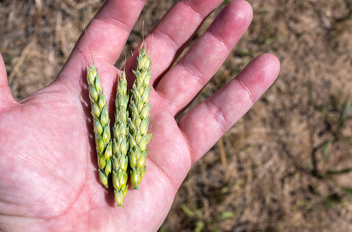 Farmer's hand monitoring the quality of ears and wheat grain still green at the end of May