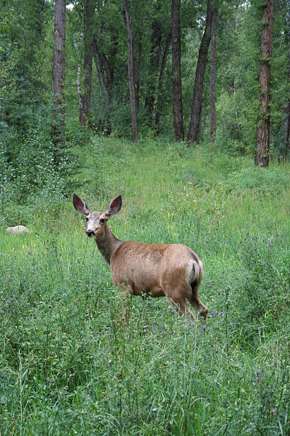 Deer Deer in the forest plushka stock pictures, royalty-free photos & images