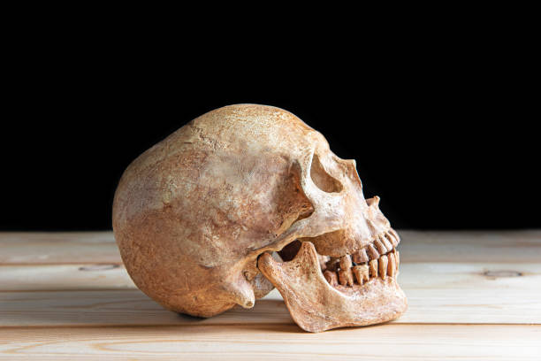 istock Human skull on wooden board with still life style 1399591390