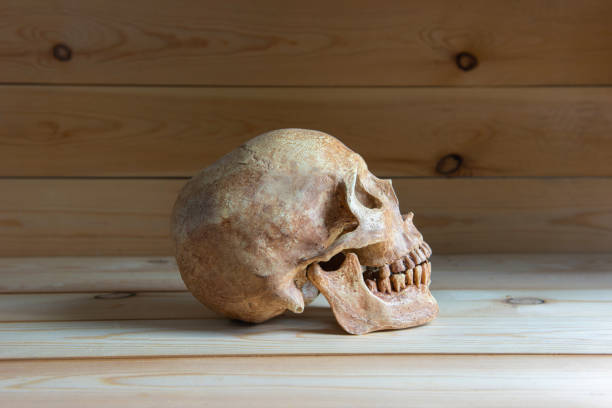 istock Human skull on wooden board with still life style 1399591432