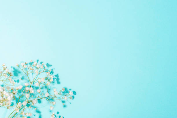 istock White gypsophila flowers on light blue background with shadows. Top view, flat lay, copy space 1399592598
