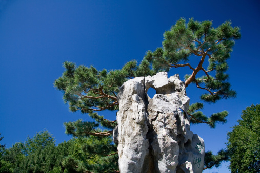 a chinese-style rock sculpture in front of an evergreen and a deep blue sky.