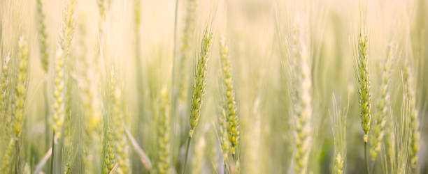 nahaufnahme des weizenanbaus auf dem feld, panorama - corn on the cob corn crop macro close up stock-fotos und bilder