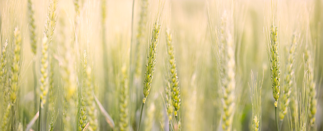 Close-up background of growing wheat in the field. Soft focus on the spikelets of the crop. Panoramic view