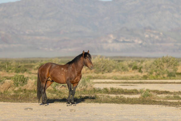 istock Wild Horse in the Utah desert 1399593041