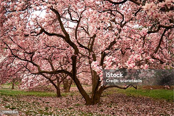 Pink Magnolia Stock Photo - Download Image Now - Magnolia, Branch - Plant Part, Flower