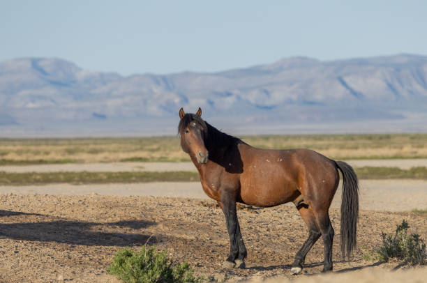istock Wild Horse in the Utah desert 1399594030