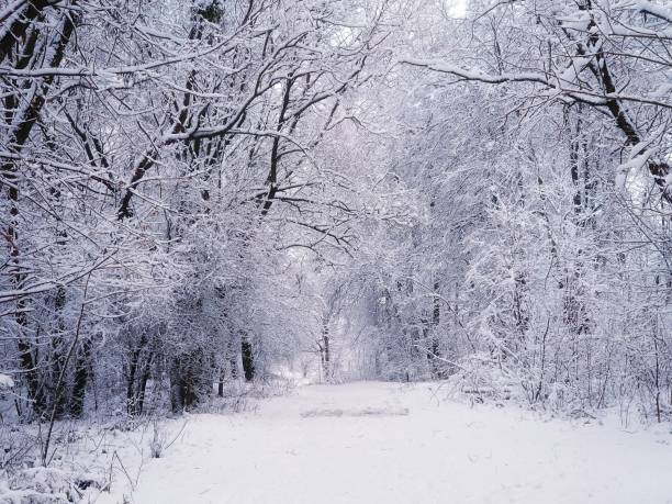 istock Cold winter forest with snow and hoarfrost. 1399594557
