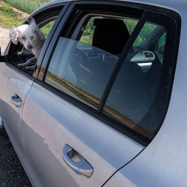 istock Puddle Female Dog in the car 1399595585
