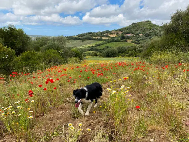 Border Collie dog in poppy field in Portuguese countryside