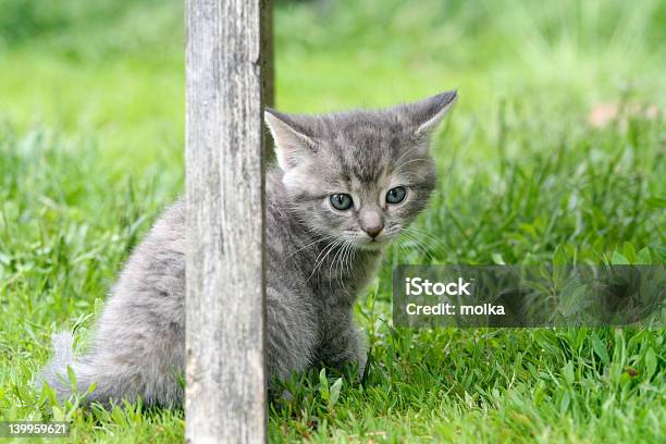 Kitten Stock Photo - Download Image Now - Animal, Challenge, Cute