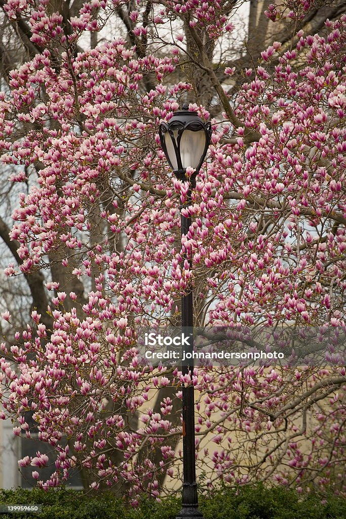 Spring street Lampe - Lizenzfrei Baum Stock-Foto