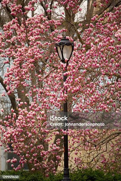 Spring Street Lampe Stockfoto und mehr Bilder von Baum - Baum, Baumblüte, Bildkomposition und Technik