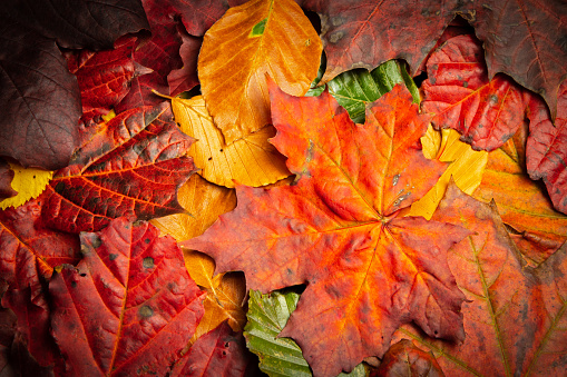 Colourful Autum leaves background