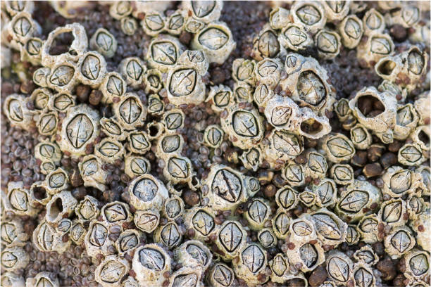 cracas de milho (balanoides semibalanus) - barnacle - fotografias e filmes do acervo