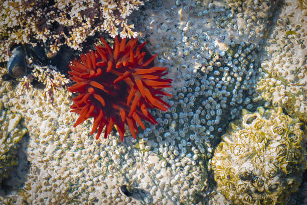 Beadlet anemone Beadlet anemone - actinia equina with tentacles showing sea anemone stock pictures, royalty-free photos & images