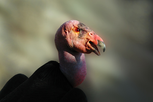 Wild condors inhabit large territories often traveling a hundred miles a day in search of food.