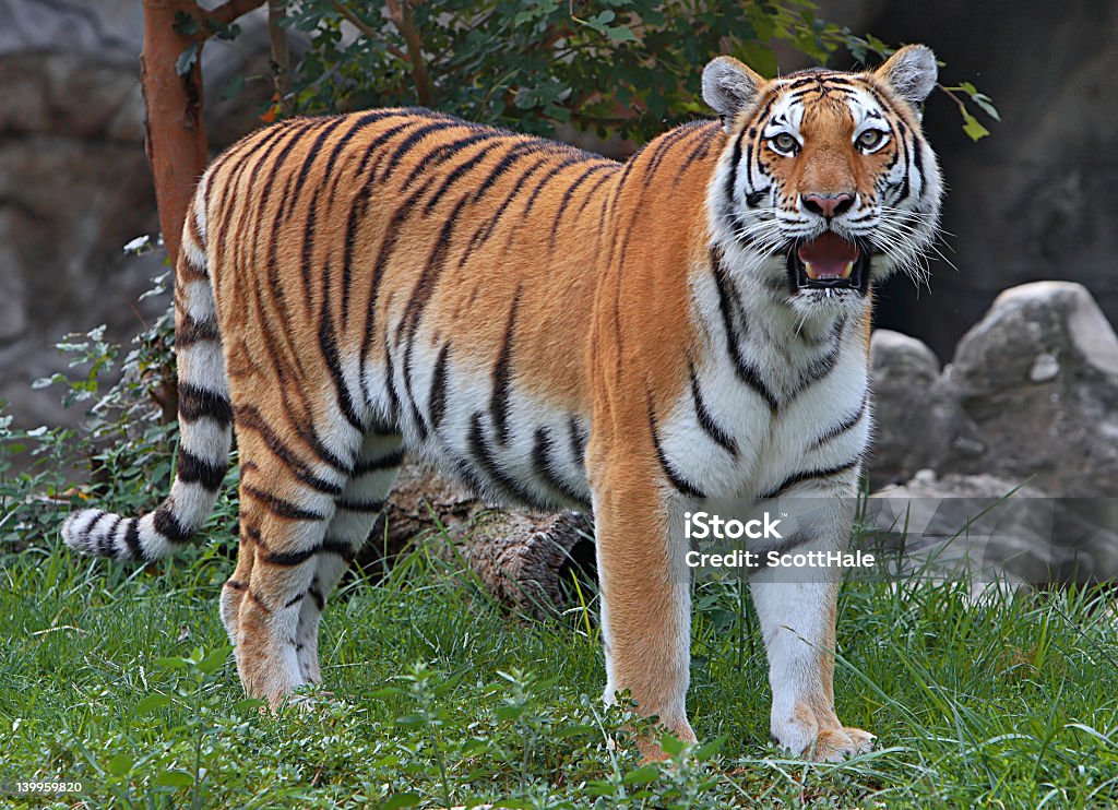 Amur tigre - Photo de Cadrage en pied libre de droits