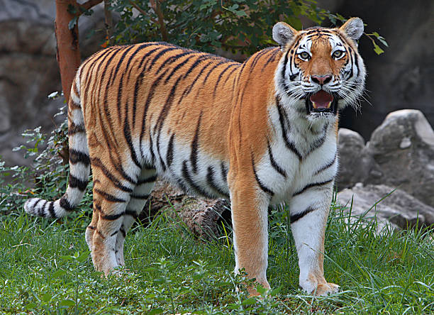 istock A shot of a tiger roaring at the camera 139959820