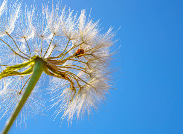 Ladybug on dandelion seeds, close up