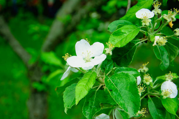 istock Beautiful blooming white apple tree in a large garden 1399598638