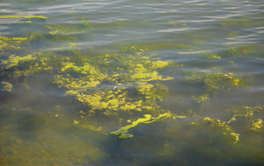 blooming water and algae in summer. mud floats on the surface, the water takes on an unpleasant odor and a green color. problems with ecology and water pollution