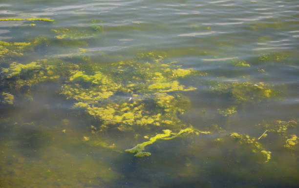 blooming water in summer. mud floats on the surface blooming water and algae in summer. mud floats on the surface, the water takes on an unpleasant odor and a green color. problems with ecology and water pollution algal bloom stock pictures, royalty-free photos & images