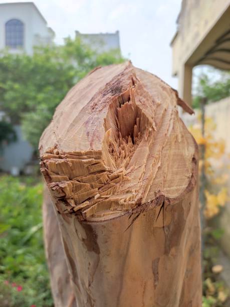 istock Trees were cut for human settlement in urban areas. 1399601397