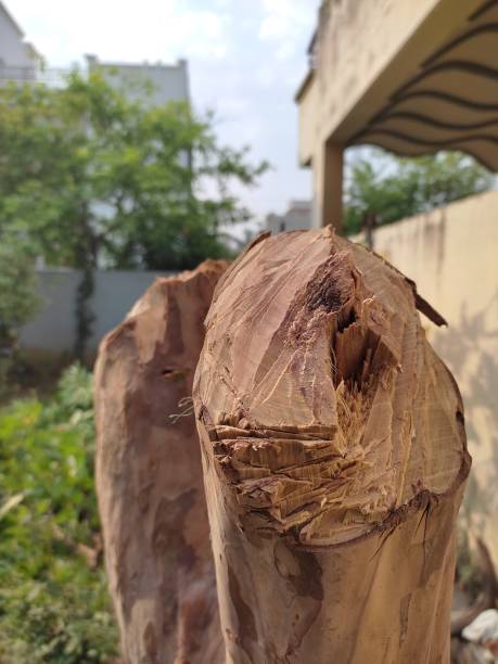 Trees were cut for human settlement in urban areas.